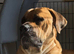 Beautiful (rare) fawn cane corso