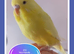 Beautifully Coloured Baby Budgies from &pound;30