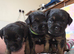 KC Registered Border Terrier Puppies