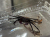 1x Purple & Yellow Vampire Crab