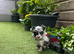 Stunning unique Morkies (maltese x yorkie) #Belfast#