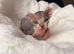 Beautiful Elf Spyhnx Kittens