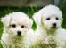 Bichon FRISE