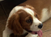 Winston &ndash; A Truly Special Blenheim Cavalier King Charles Spaniel Boy