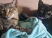 Shadow and milo