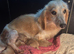 Dachshund miniature long hair KC registered