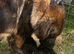 Caucasian shepherd x German shepherd boy