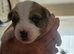 Jack ruussell puppies
