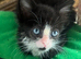 MALE ORPHANED KITTEN