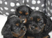 Health Tested Cavapoo Puppies