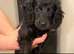 Cockapoo pups ready now