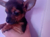 Deposit has been paid on gray puppy and other two have been removed will update accordingly by the 1st June if the gray one was collected or not