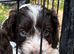 Quality F1 Cockapoo puppies