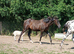 Quarter horse x gelding