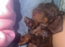 Miniature dachshund