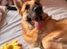 German shepherd girl