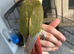 Cinnamon pineapple conure
