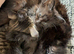 Long Haired and Short Haired Kittens Available Now