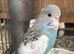 Baby budgies for sale