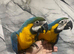 Stunning Baby HandReared Super Tame Cuddly Blue & Gold Macaw