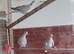 Pair of barbery doves