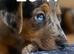 Jack Russell proven stud