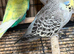 Beautiful budgies for sale