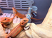 Red Monster baby Bearded Dragons
