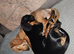2 miniature dachshunds