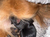 Yorkie Biewer chihuahua mix (chiyorkie)