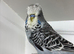 Budgies for sale