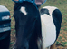 2 ponies for sale 1 Welsh secA, 1 cob x Shetland