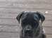 Cane corso