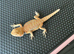 Two beautiful bearded dragon babies