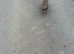 Chihuahua stud wanted