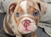 English bulldog puppy