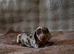 Mini Longhaired Dachshund puppies.