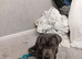 Six months old Caine corso
