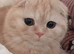 Scottish fold boy