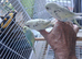 Baby rainbow and cream pied budgies