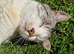 Sad sale British short-hair mix neutered male
