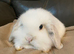 Mini lop litter.