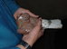 Chocolate Melueman Racing Pigeons RPRA Rung 2
