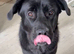 Cane corso cross