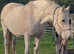 For sale 17.3hh 12yo Percheron mare