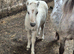 Miniature Shetland Colt Foal