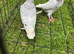 Racing pigeons