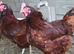 Rhode island red hatching eggs, &pound;15 per 6 eggs