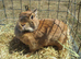 netherland dwarf rabbit female