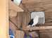 7 beautiful pigeons